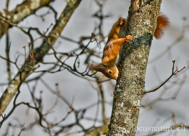 Ecureuil 0658.jpg - Ecureuil roux Sciurus vulgaris (Genève, Suisse, mars 2012)